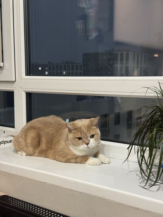 Отдаем кота в хорошие руки