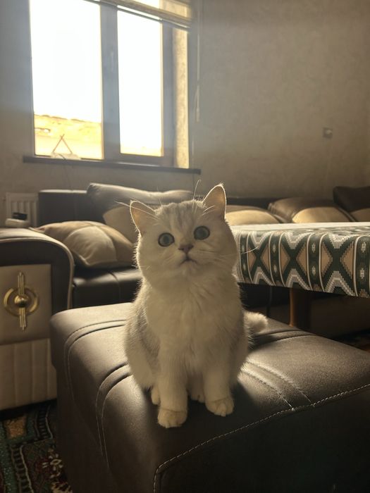 Серебристя Шиншилла