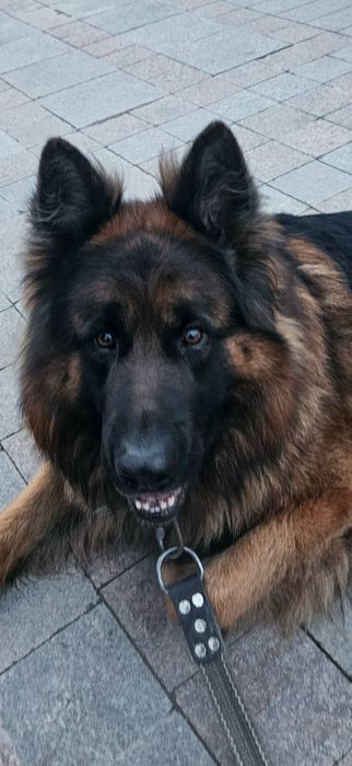 НЕМЦКАЯ АВЧАРКА длиношерстная