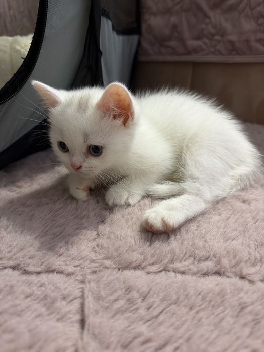British Shorthair Femela Constanta White