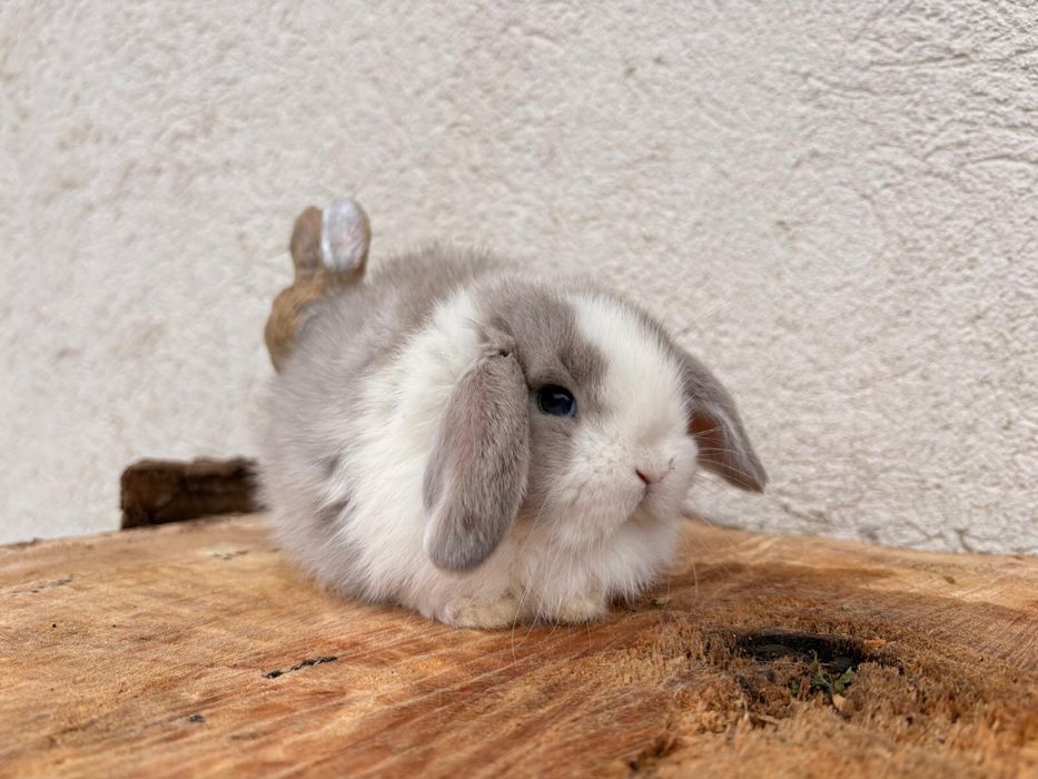 Iepuri pitici de companie berbec pitic/mini lop/holland lop