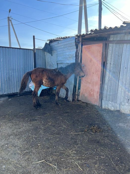 Буаз бие сатамын