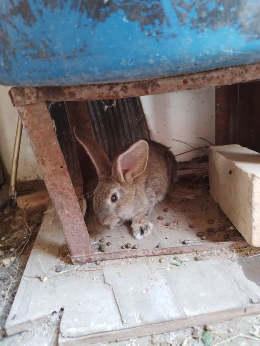 Кролики, породистые