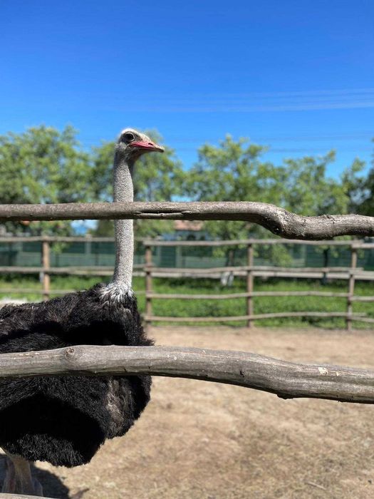 Vand Struti o femela si un mascul in varsta de 3-4 ani