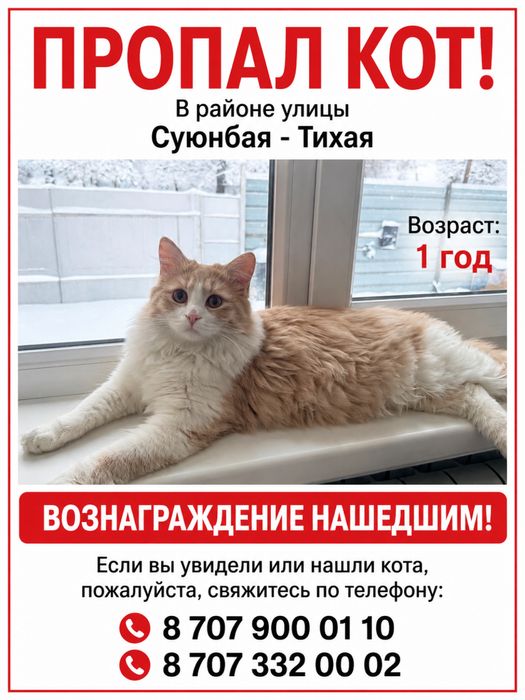 Пропал кот в районе Суюнбая Тихая