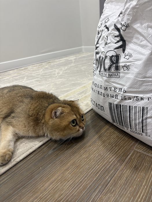 Котик вислоухий рыжий