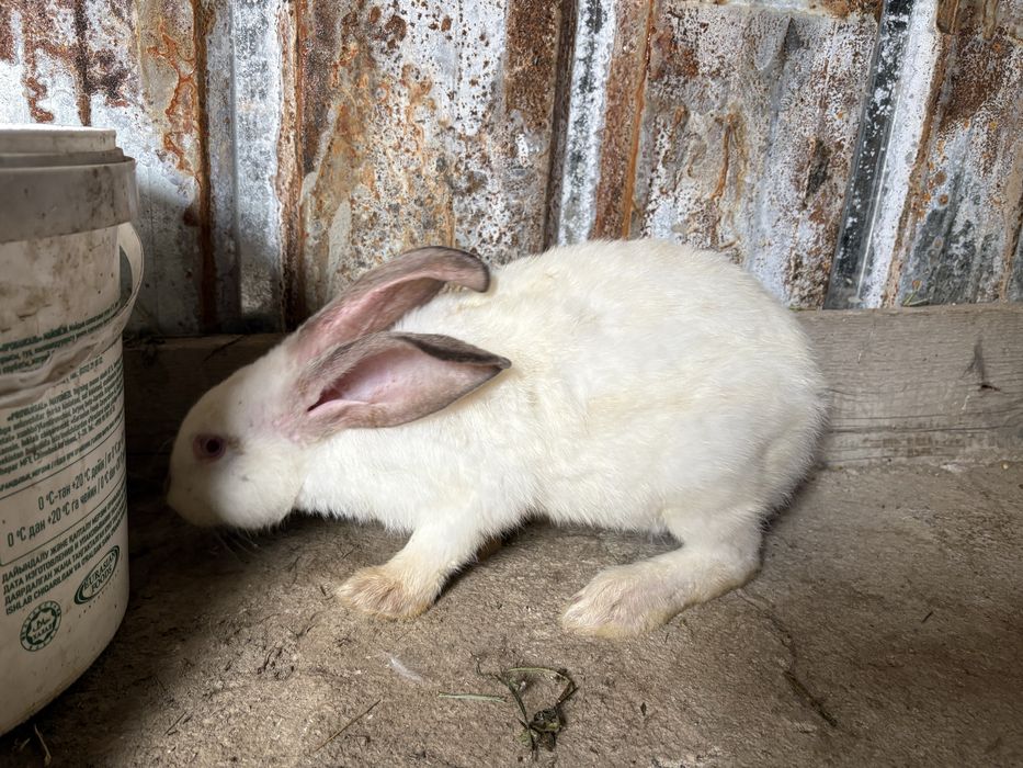 На продаже самец и самка