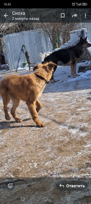 Отдам щенка мальчика.