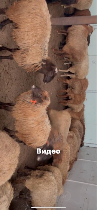 Семіз қойлар сатам