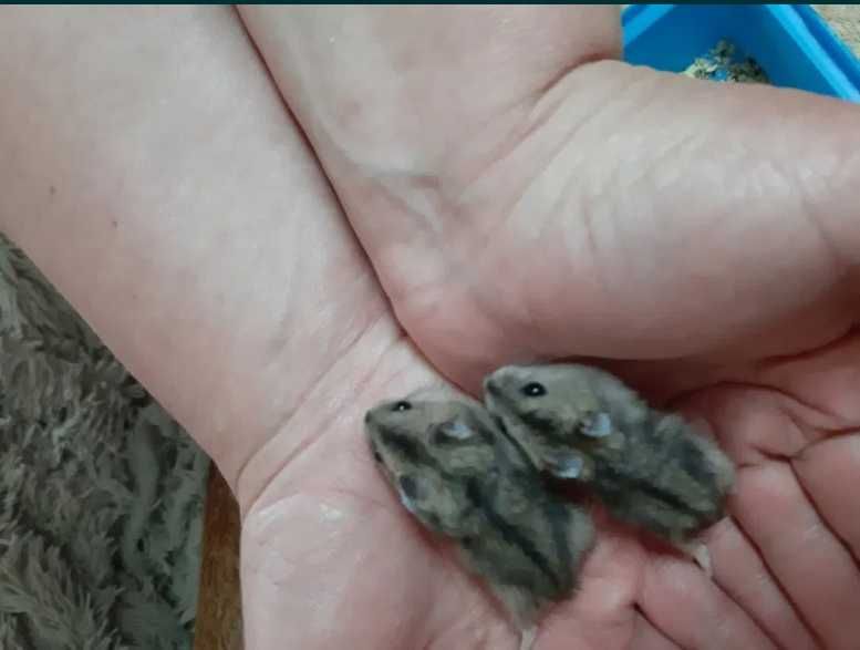 Хомячки-джунгарики.