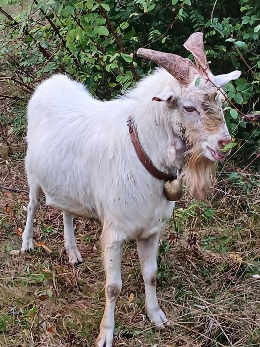 Tap zanie de 2 ani  tanar