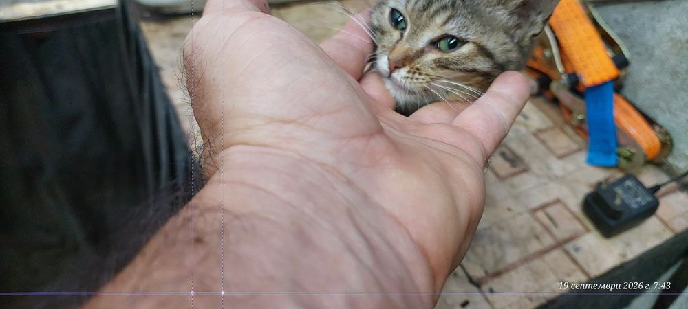 Подарявам малко женско коте