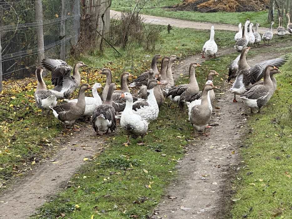 Gâşte rațe găini cocosi curci