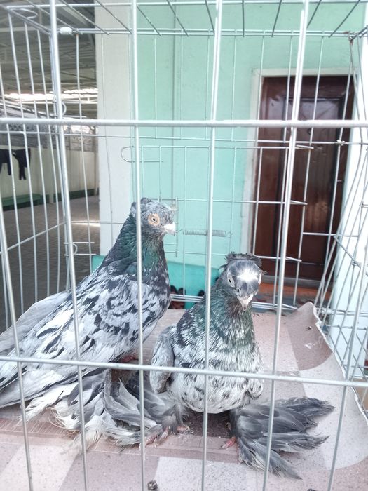 Челкари Тараз продам