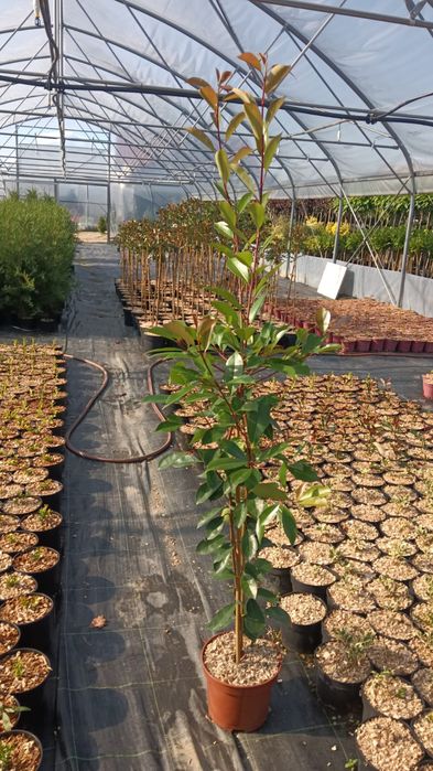 Photinia Red Robin, gard viu