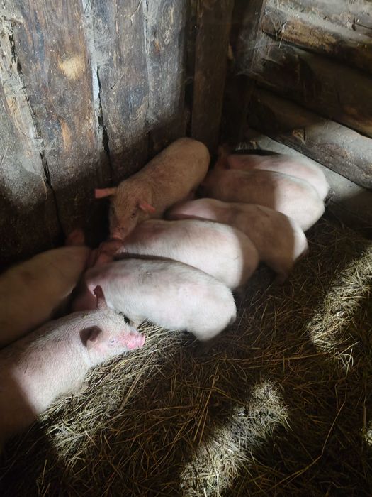 Поросята продам крупные