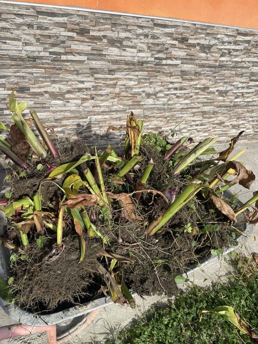 Vand flori de cana indica rosu