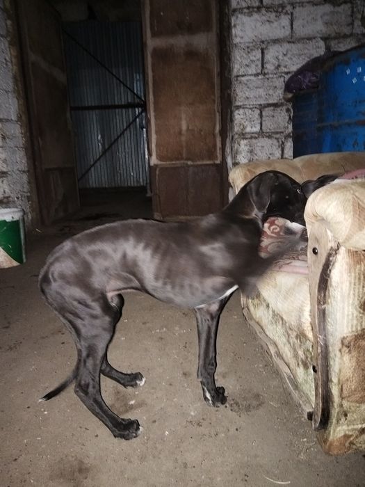 Грей хаунд күшіктер сатылады