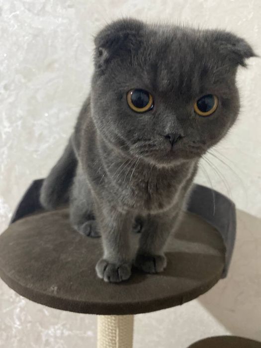 Shotlonskiy stroyt mushuki sotiladi sogʻlom lotoq biladi erkak