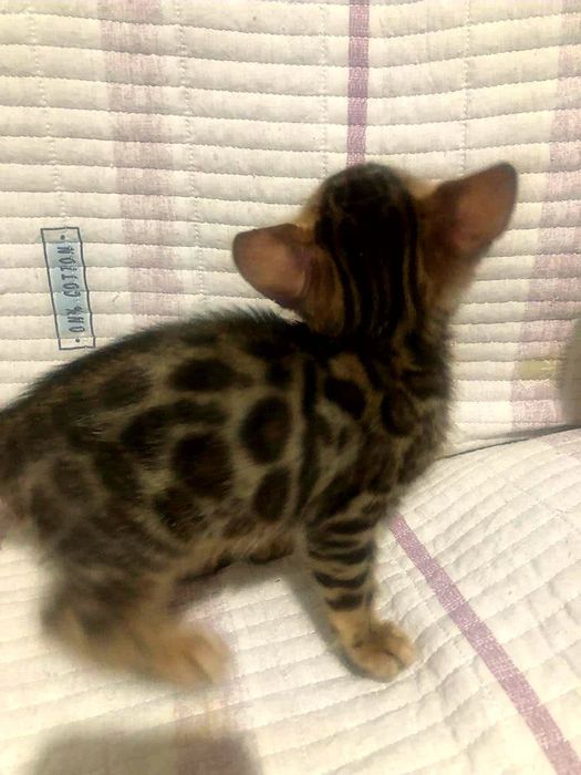 Бенгальские котята