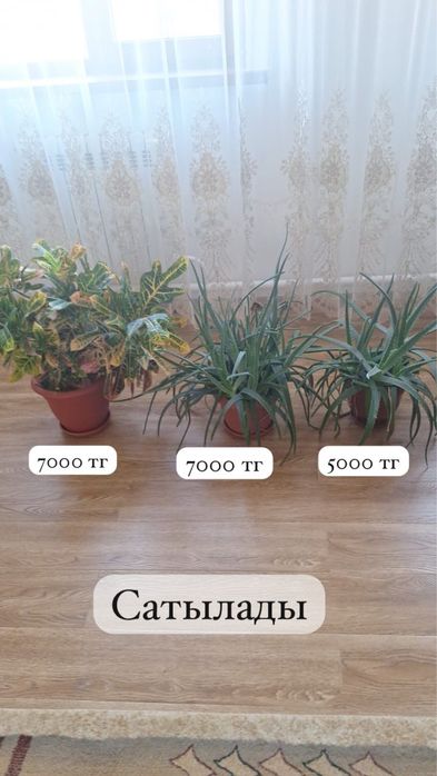 Комнатные растения
