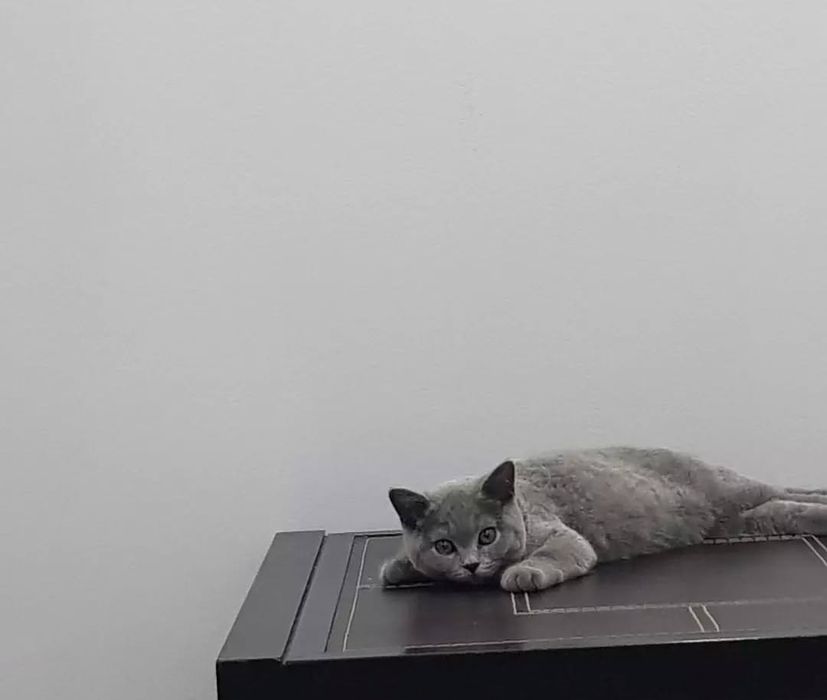 Шотландские котята 3мес  мальчики