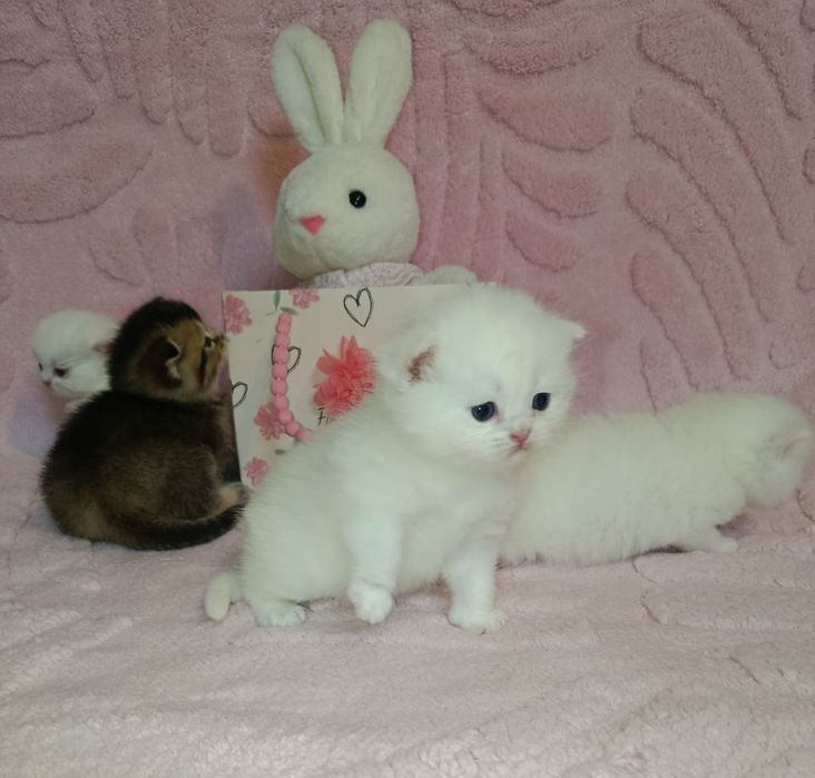 Бронируются шикарные породистые котята