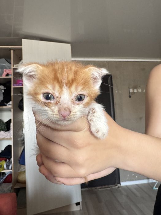 Пррдаются котятя