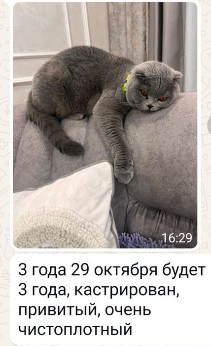 Отдам кота порода британская