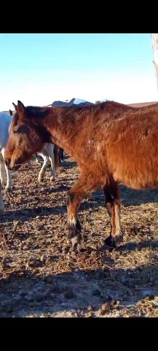 Кабылы хорошй обучены, ручной
