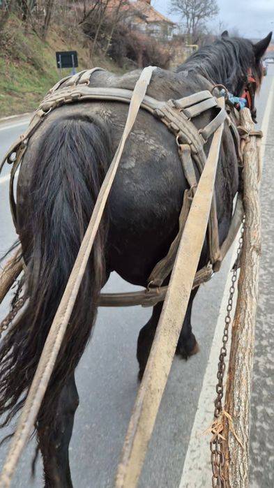 Manz de 2 ani invatat la ham