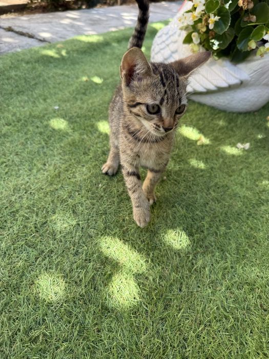 Ofer spre adoptie doua pisicute