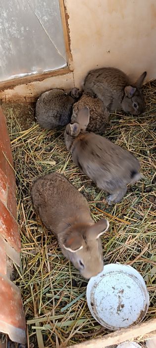 Продам крольчат 1  месец
