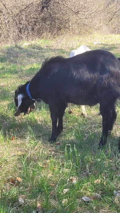 Vand tap Anglo Nubiene