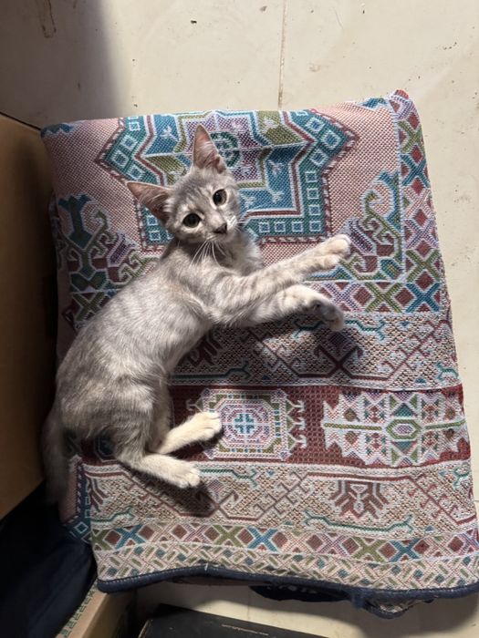 Котенок девочка в добрые руки с подарком