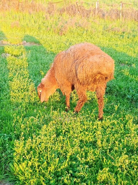 Барашек кучкар арашан