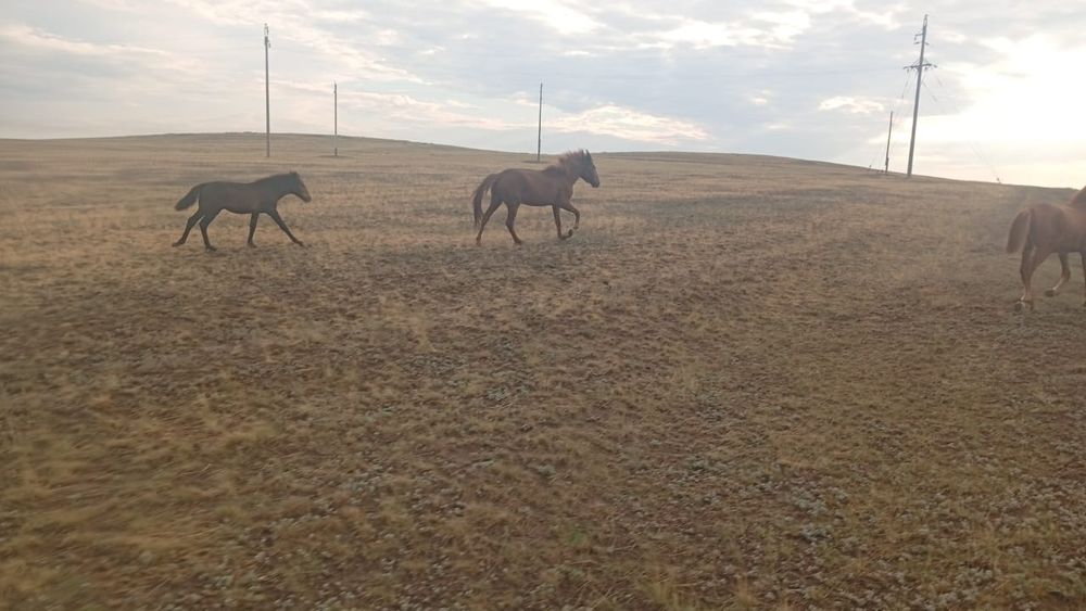 Продам Кабылу с жеребенком