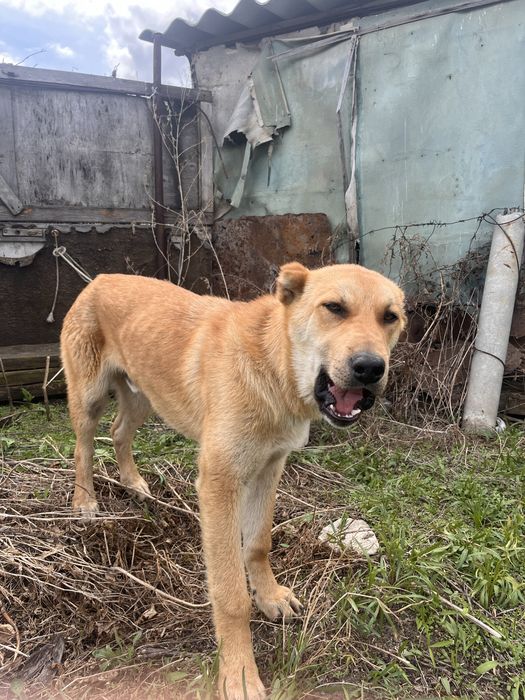 Алабай сатылады срочно