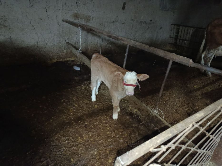 Сигир  она бола сотилади.Сименталь Австрийский