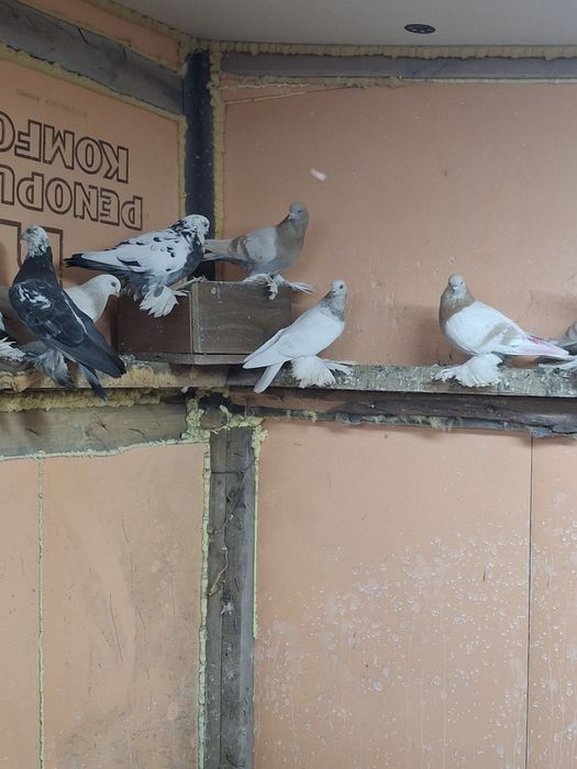 Продам голубей игра гребля тяга