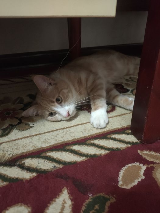 Кот уже не маленький