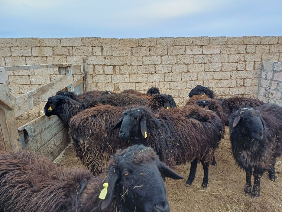 Жемде тұрған қойлар сатылады!