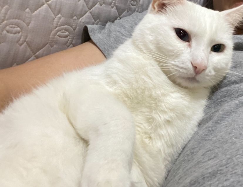 Отдам кота в дрьрын руки