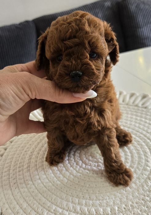 Пудел Тийкъп ,Пудел той Рооdle с родословие