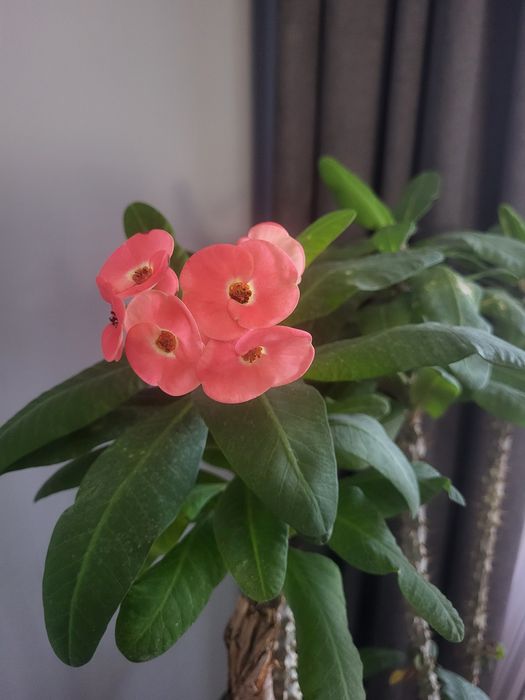 Молочай миля дерево