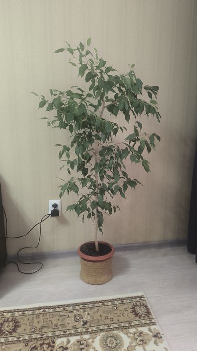 Продам комнатный цветок