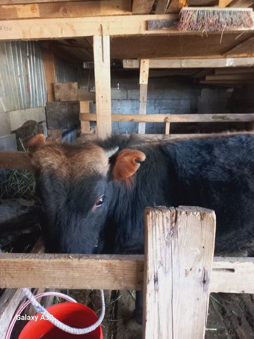 10 айлық таналар