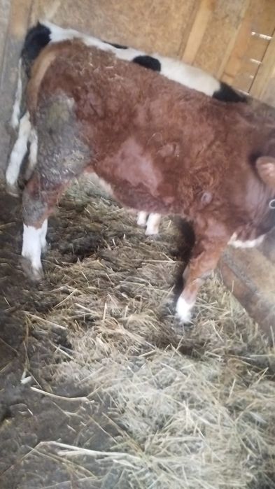 2 vitei belga si baltat