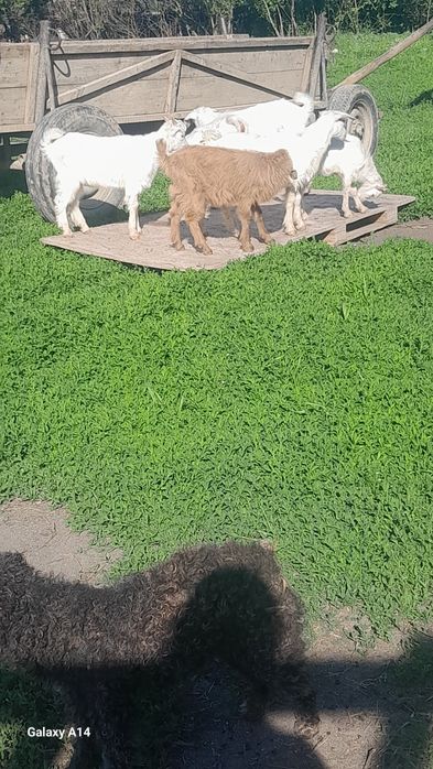 De vânzare ce se vede 0760914612