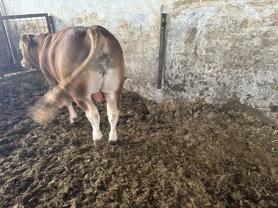 Tauras Limousin cu pedigree
